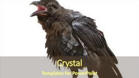  Presentation with raven - Slide deck enhanced with closeup of a common raven background and a  colored foreground