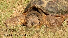  Presentation with turtle - Cool new slide deck with closeup-of-a-common-snapping backdrop and a yellow colored foreground