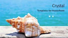  Presentation with wooden - Slides with closeup of a conch on a weathered wooden pier over the sea background and a light blue colored foreground