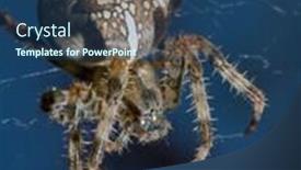  Presentation with spider web - Cool new presentation with closeup-of-a-cross-spider backdrop and a ocean colored foreground