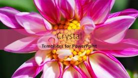  Presentation with dahlia - Amazing slides having closeup-of-a-dahlia-flower backdrop and a coral colored foreground