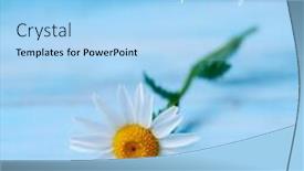  Presentation with rustic spring - Amazing PPT layouts having closeup-of-a-daisy-flower backdrop and a light blue colored foreground