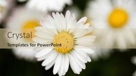  Presentation with ion - Theme consisting of closeup-of-a-daisy-ion background and a soft green colored foreground