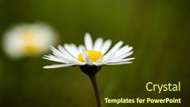  Presentation with ion - Presentation design featuring closeup-of-a-daisy-ion background and a tawny brown colored foreground