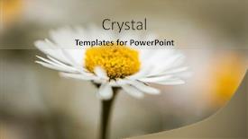  Presentation with ion - Theme having closeup-of-a-daisy-ion background and a coral colored foreground