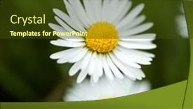  Presentation with ion - Presentation design with closeup-of-a-daisy-ion background and a tawny brown colored foreground