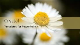  Presentation with ion - Slide deck consisting of closeup-of-a-daisy-ion background and a yellow colored foreground