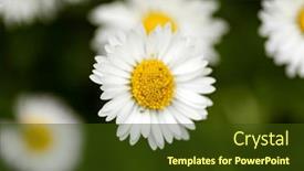  Presentation with ion - PPT theme enhanced with closeup-of-a-daisy-ion background and a tawny brown colored foreground