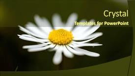  Presentation with ion - Theme having closeup-of-a-daisy-ion background and a tawny brown colored foreground