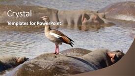  Presentation with egyptian pharoah - Slides having closeup-of-a-egyptian-goose background and a violet colored foreground