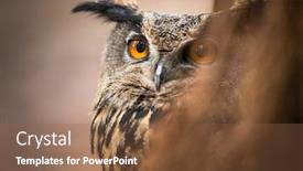  Presentation with eagle - Presentation design consisting of closeup of a eurasian eagle-owl bubo bubo background and a tawny brown colored foreground