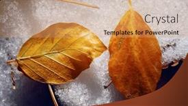  Presentation with autumn leaves - Cool new slide set with closeup of a fallen autumn leaves on snow backdrop and a coral colored foreground