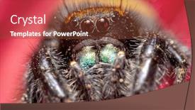 Presentation with spider - PPT theme enhanced with closeup-of-a-female-apache background and a tawny brown colored foreground
