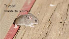  Presentation with field - Amazing slides having closeup-of-a-field-mouse backdrop and a coral colored foreground