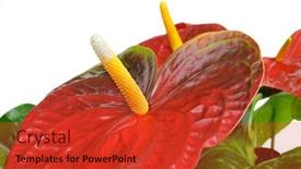  Presentation with flamingo - PPT layouts having closeup of a flamingo lily on a white background background and a red colored foreground