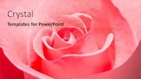  Presentation with pink rose - Slides consisting of closeup-of-a-flawless-pink background and a coral colored foreground