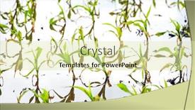  Presentation with united states - Audience pleasing PPT layouts consisting of closeup-of-a-flooded-cornfield backdrop and a soft green colored foreground