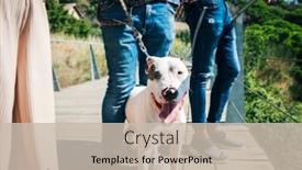  Presentation with american bull dog - Theme having closeup of a group of young people walking a male mongrel dog mix of bull terrier pit bull and american staffordshire terrier background and a soft green colored foreground