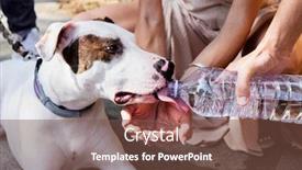  Presentation with american bull dog - Presentation with closeup of a group of people giving water to a male mongrel dog mix of bull terrier pit bull and american staffordshire terrier background and a tawny brown colored foreground