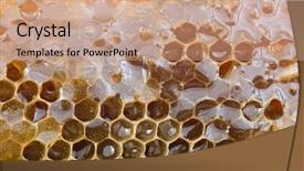  Presentation with honey bee closeup view - Beautiful presentation theme featuring closeup of a honeycomb immerse backdrop and a coral colored foreground