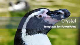  Presentation with zoo - Beautiful slides featuring closeup of a humboldt penguin backdrop and a ocean colored foreground
