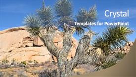  Presentation with joshua tree national park - Slide set with closeup of a joshua tree background and a  colored foreground