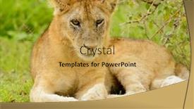  Presentation with scientific - Slide set having closeup-of-a-lion-cub background and a yellow colored foreground