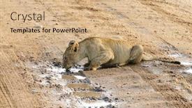  Presentation with lion - Cool new slide deck with closeup-of-a-lion-drinking backdrop and a coral colored foreground