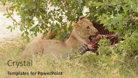  Presentation with lion - Slides enhanced with closeup-of-a-lion-feeding background and a coral colored foreground