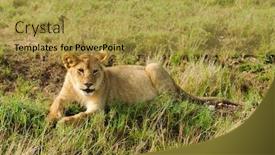  Presentation with lion - PPT theme featuring closeup-of-a-lion-panthera background and a yellow colored foreground