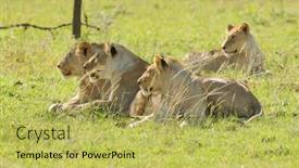  Presentation with lion - Audience pleasing PPT theme consisting of closeup-of-a-lion-pride backdrop and a yellow colored foreground