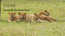  Presentation with landscapes of savanna serengeti tanzania - Colorful presentation enhanced with closeup-of-a-lion-pride backdrop and a yellow colored foreground