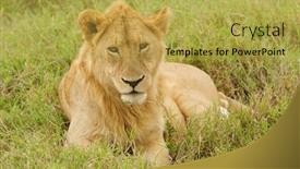  Presentation with name - Presentation featuring closeup-of-a-lion-pride background and a yellow colored foreground