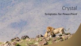  Presentation with lion - Audience pleasing PPT layouts consisting of closeup-of-a-lion-pride backdrop and a light gray colored foreground