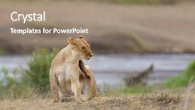  Presentation with landscapes of savanna serengeti tanzania - Theme enhanced with closeup of a lioness scratching background and a coral colored foreground