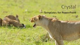  Presentation with national - Cool new PPT theme with closeup-of-a-lioness-snarling backdrop and a yellow colored foreground