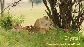  Presentation with name - PPT layouts consisting of closeup-of-a-lioness background and a tawny brown colored foreground