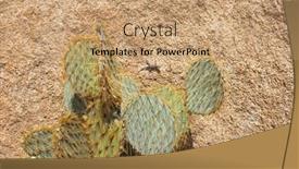  Presentation with joshua tree national park - PPT layouts with closeup-of-a-lizard background and a coral colored foreground