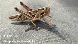  Presentation with locust - Amazing theme having closeup-of-a-locust-perched backdrop and a gray colored foreground