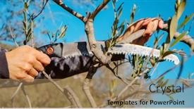  Presentation with olive branch - Presentation theme with closeup-of-a-man-cutting background and a coral colored foreground