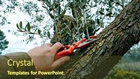  Presentation with olive tree - Presentation design with closeup-of-a-man-cutting background and a  colored foreground