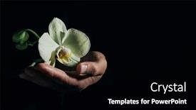  Presentation with beautiful orchid flowers - Audience pleasing presentation consisting of closeup-of-a-man-holding backdrop and a black colored foreground