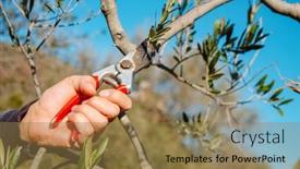  Presentation with olive tree - PPT theme consisting of closeup-of-a-man-pruning background and a coral colored foreground