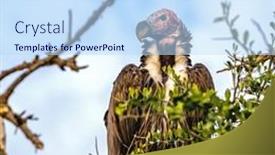  Presentation with kenya - Presentation theme consisting of closeup-of-a-mature-lappet background and a  colored foreground