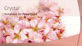  Presentation with almond - Cool new theme with closeup of a pile of pink almond blossom on a white background backdrop and a lemonade colored foreground
