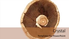  Presentation with vitamin - PPT theme having closeup of a portabello mushroom background and a  colored foreground