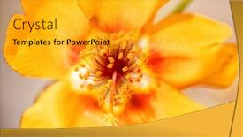  Presentation with flower - PPT theme having closeup-of-a-portulaca-flower background and a gold colored foreground