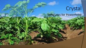  Presentation with potato - PPT theme having closeup of a potato field background and a light blue colored foreground