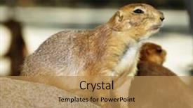  Presentation with zoo - PPT theme featuring closeup of a prairie dog background and a coral colored foreground