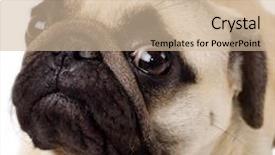  Presentation with blank whiteboard isolated on white - Amazing PPT theme having closeup of a pug isolated on white backdrop and a soft green colored foreground